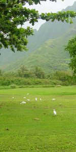 Árboles,Paisaje