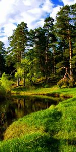 Trees,Landscape