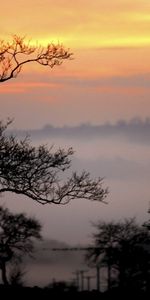 Arbres,Paysage