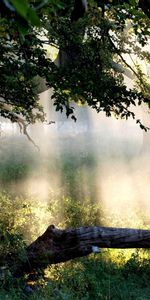 Arbres,Paysage