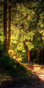 Trees,Landscape