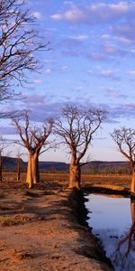 Arbres,Paysage