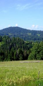 Trees,Landscape