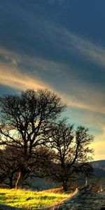 Arbres,Paysage