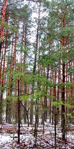 Trees,Landscape