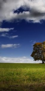 Trees,Landscape