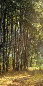 Arbres,Paysage