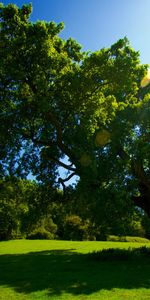 Trees,Landscape