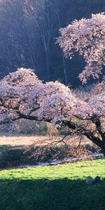 Arbres,Paysage