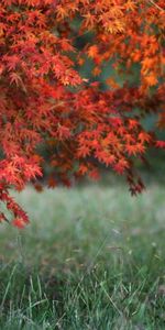 Trees,Landscape