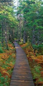 Trees,Landscape