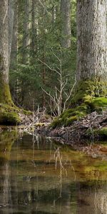 Arbres,Paysage