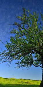 Arbres,Paysage