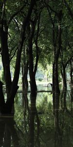 Arbres,Paysage