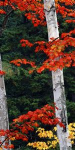 Trees,Landscape