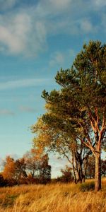 Arbres,Paysage