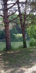 Arbres,Paysage