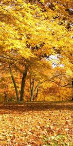 Automne,Arbres,Paysage