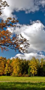 Árboles,Paisaje,Otoño