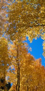 Trees,Landscape,Autumn