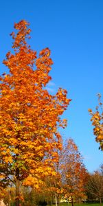 Paysage,Arbres,Automne