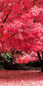 Trees,Landscape,Autumn