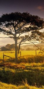 Les Champs,Arbres,Paysage