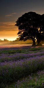 Arbres,Paysage,Les Champs