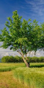 Trees,Landscape,Fields