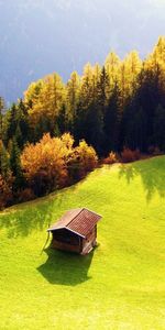 Arbres,Maisons,Paysage