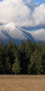 Paisaje,Árboles,Montañas