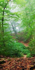 Trees,Landscape,Nature