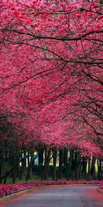 Trees,Landscape,Nature