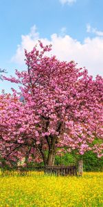 Trees,Landscape,Nature