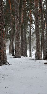 Trees,Landscape,Nature