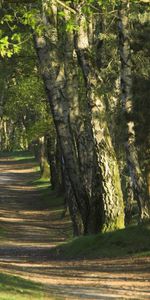 Arbres,Paysage,Nature