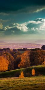 Trees,Landscape,Nature