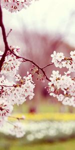 Trees,Landscape,Plants