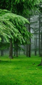 Trees,Landscape,Plants