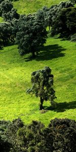 Plantas,Paisaje,Árboles