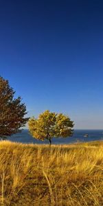 Trees,Landscape,Plants