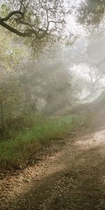 Trees,Landscape,Roads