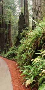 Trees,Landscape,Roads