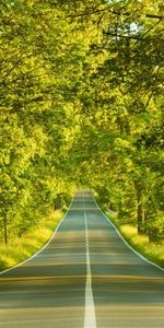 Trees,Landscape,Roads