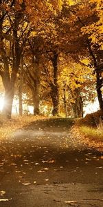 Trees,Landscape,Roads