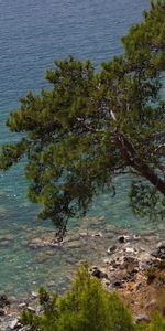 Mer,Arbres,Paysage