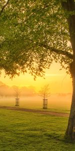 Les Champs,Arbres,Coucher De Soleil,Paysage