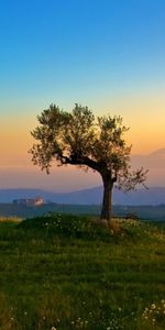 Trees,Landscape,Sunset,Fields