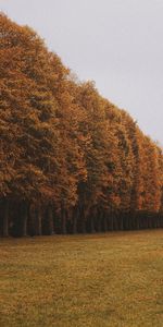 Naturaleza,Árboles,Callejón,Césped,Otoño