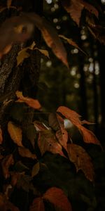 Trees,Leaves,Branch,Dry,Nature,Autumn